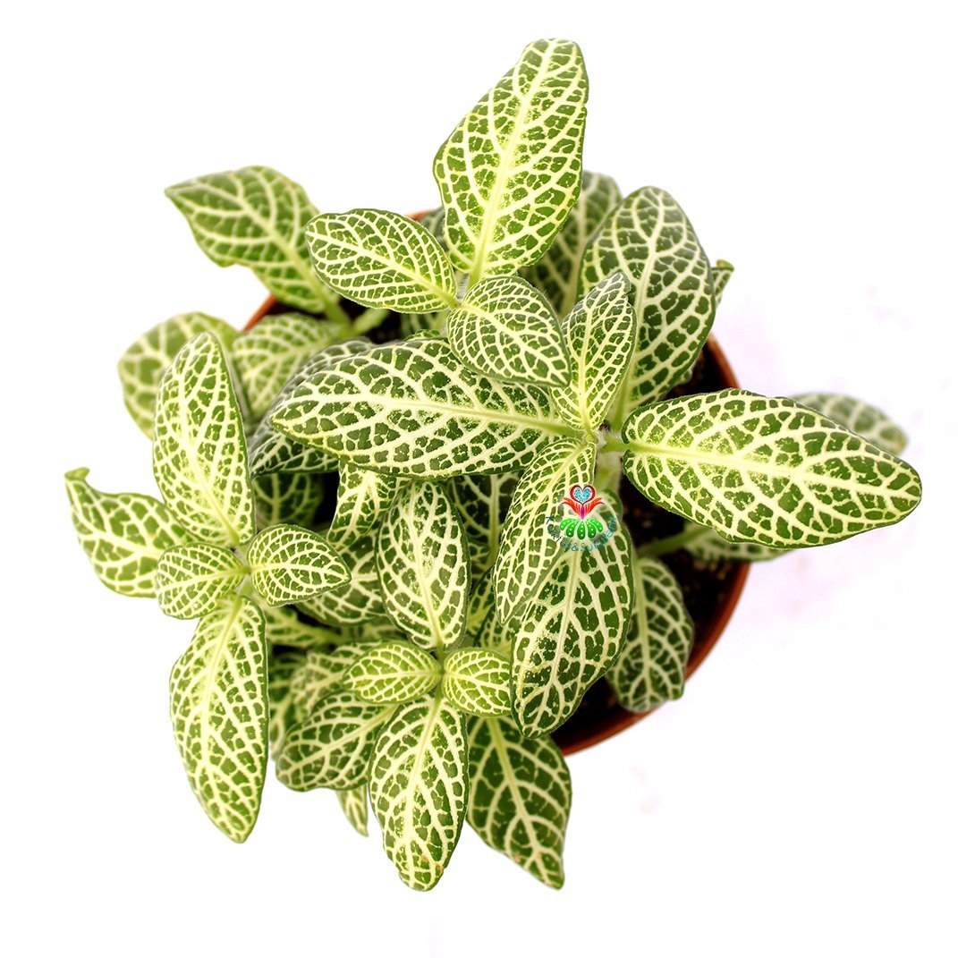 Fittonya Bitkisi- Fittonia Verschaffeltii- 6 Farklı Renk Seçeneği -8,5 cm Saksıda Yeşil Koyu