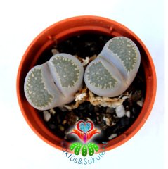 Lithops Elisae -Beyaz ve Açık Renk Tonlarında 5,5 cm Saksıda Yaşayan Taş Kaktüs Beyaz Renk Çiçek Açar