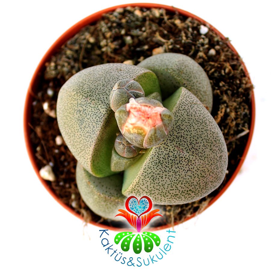 Büyük Boy Pleiospilos Nelii-Turuncu Renk Çiçek Açar-8,5 cm Saksıda Mükemmel Bölünmüş Taş Görünümlü Lithops,Mesemb