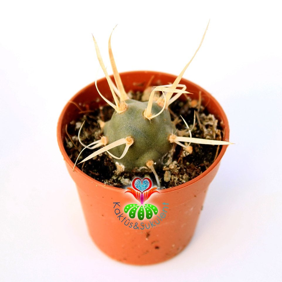 Tephrocactus ( Opuntia) Papyracantus Sıradışı Kağıt Gibi Dikenli 5,5 cm Saksıda Lob Lob Büyüyen Tür-İthal 1. Sınıf