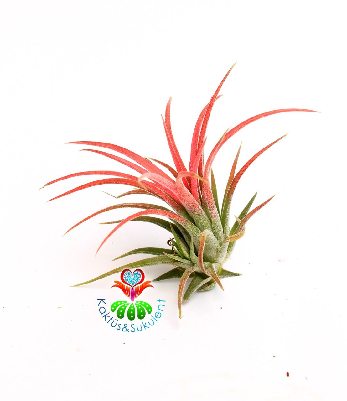 Tillandsia Ionantha - Hava Bitkisi-Köksüz Yaşar-Air Plant-Mükemmel Renkte-6 cm Büyüklükte,Teraryum