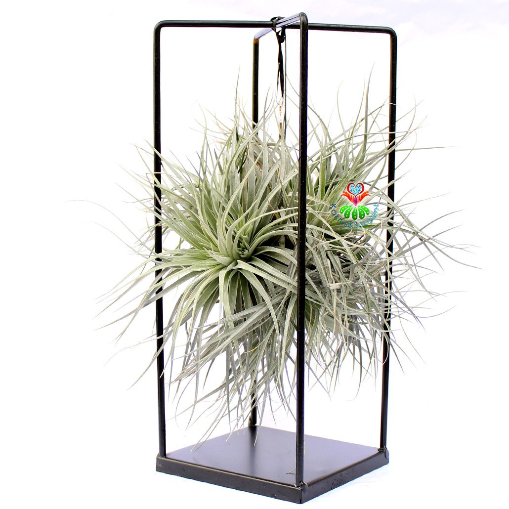 Çok Şık Standında Büyük Boy Tillandsia Stricta-Hava Bitkisi-30x20x20 Boyutlarında