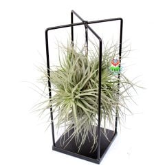 Çok Şık Standında Büyük Boy Tillandsia Stricta-Hava Bitkisi-30x20x20 Boyutlarında