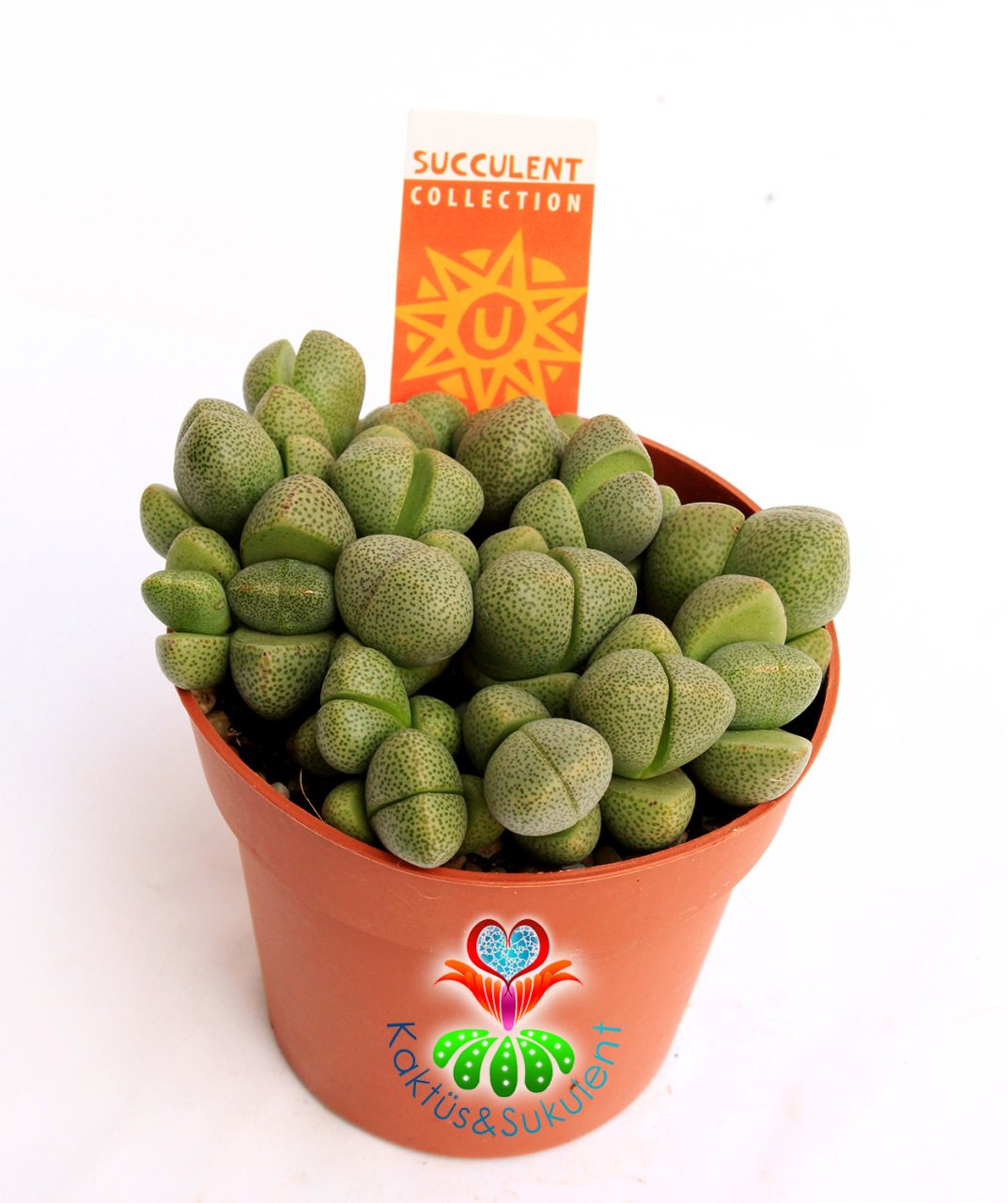 Mesemb, Pleiospilos Nelii-Çoklu Taş Kaktüs Lithops-1.Sınıf İthal-8.5 cm saksıda -Sukulent
