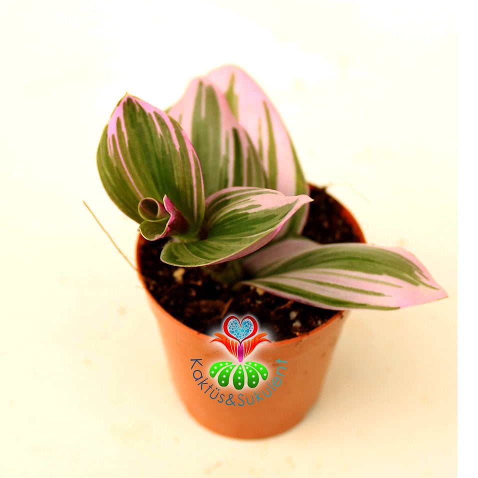 Tradescantia 'Nanouk' -Pembe Yeşil Beyaz Tonlarında Mükemmel Renkli Telgraf Çiçeği-5,5 cm Saksıda