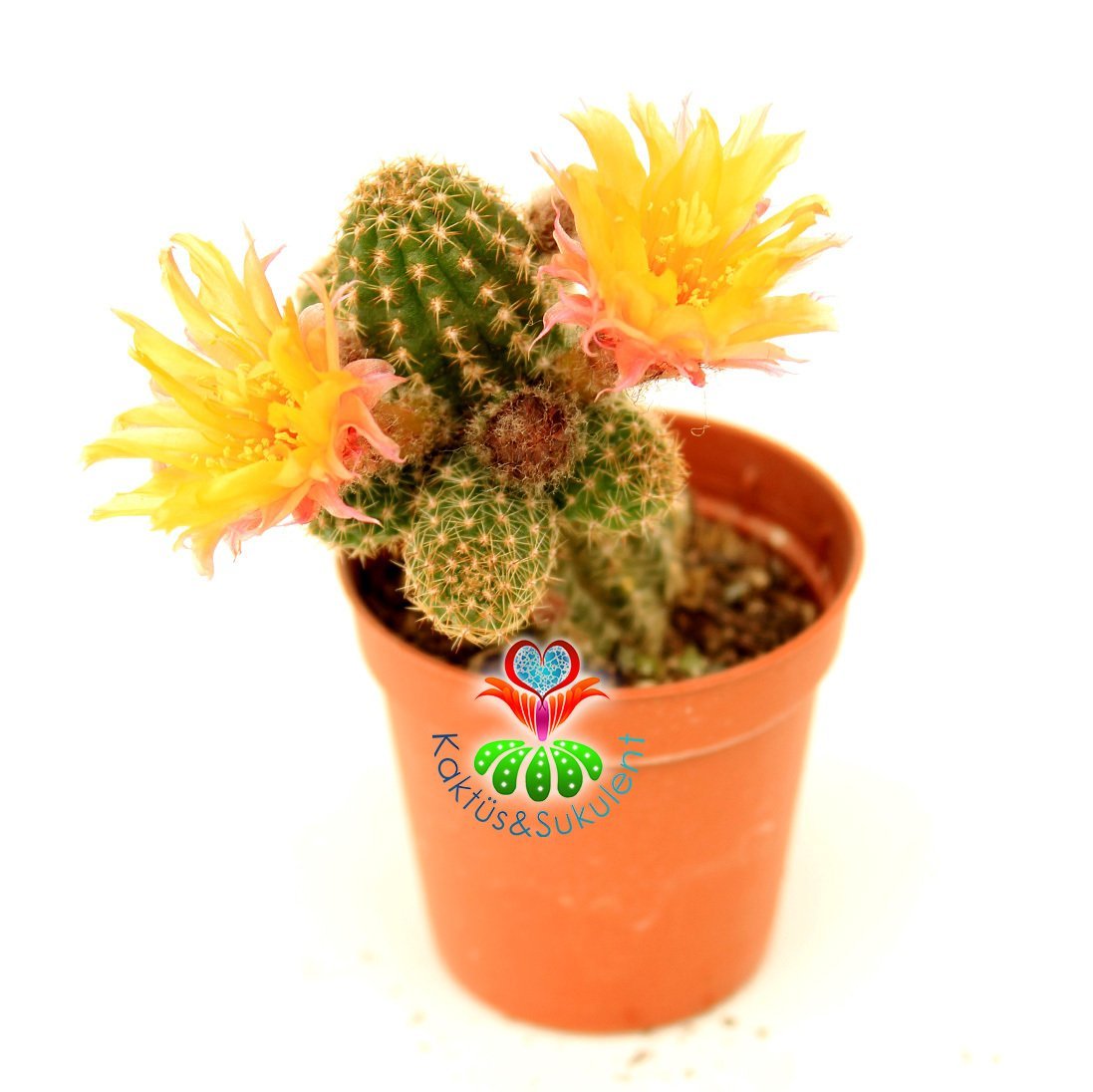 Chamaecereus Silvestrii Tomurcuklu Çiçeği Üzerinde Sarı Renk Çiçek Tilki Kuyruğu Kaktüs 5,5 cm Saksılı