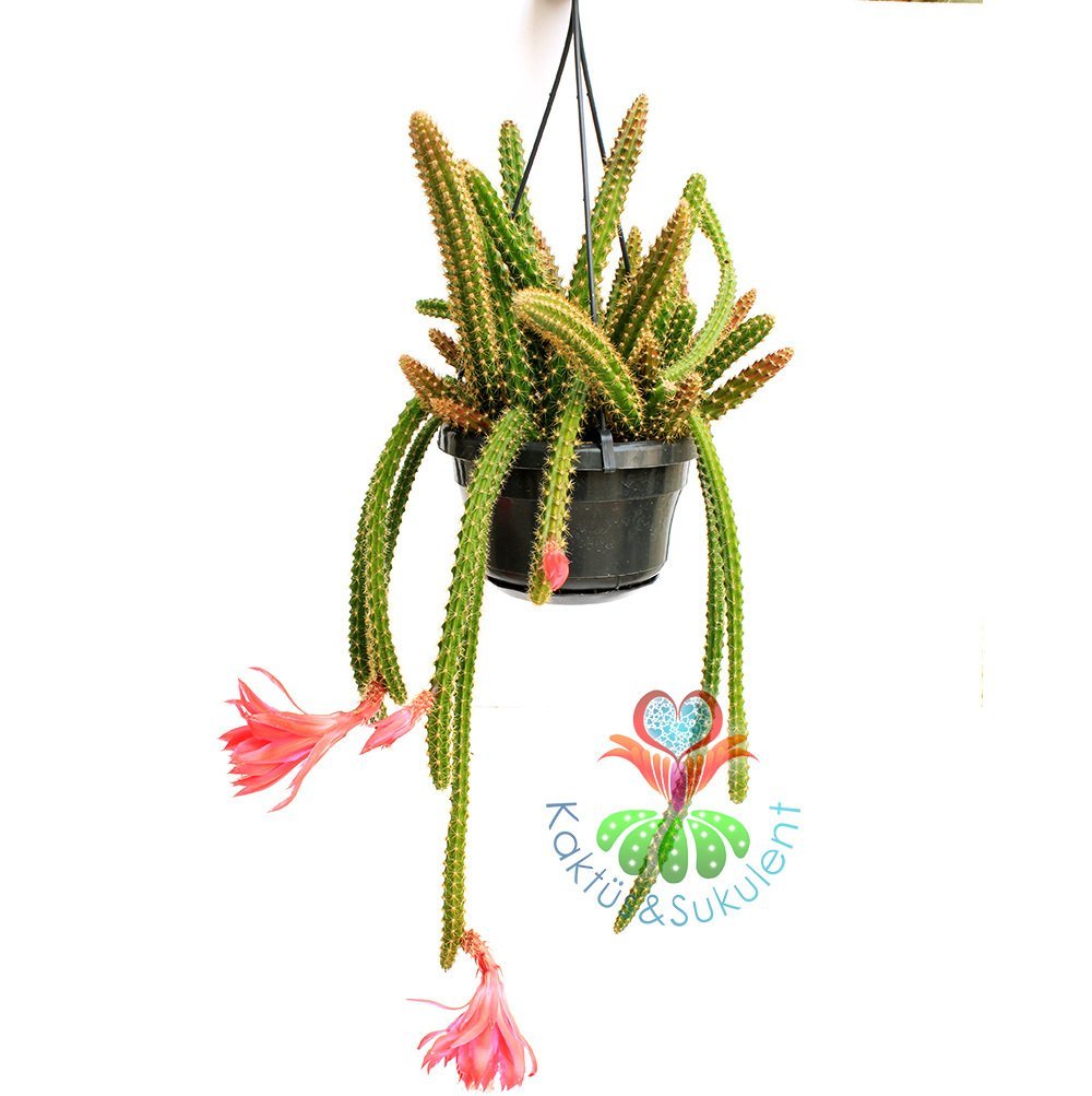 Yılan Kaktüs, Disocactus Martianus - Nadir Tür, Kırmızı Dev Çiçekli -12 cm Sarkıcı Saksıda 30 cm Boy