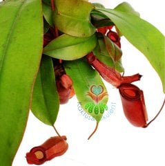 Başka Yerde Yok-Böcek Yiyen Bitki-Nepenthes Barcelonae -Maymun Kavanozu Bitkisi-30 cm-Et-Sinek Kapan