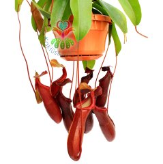 Başka Yerde Yok-Böcek Yiyen Bitki-Nepenthes ' Rebecca Soper '-Maymun Kavanozu Bitkisi-30 cm-Et Kapan