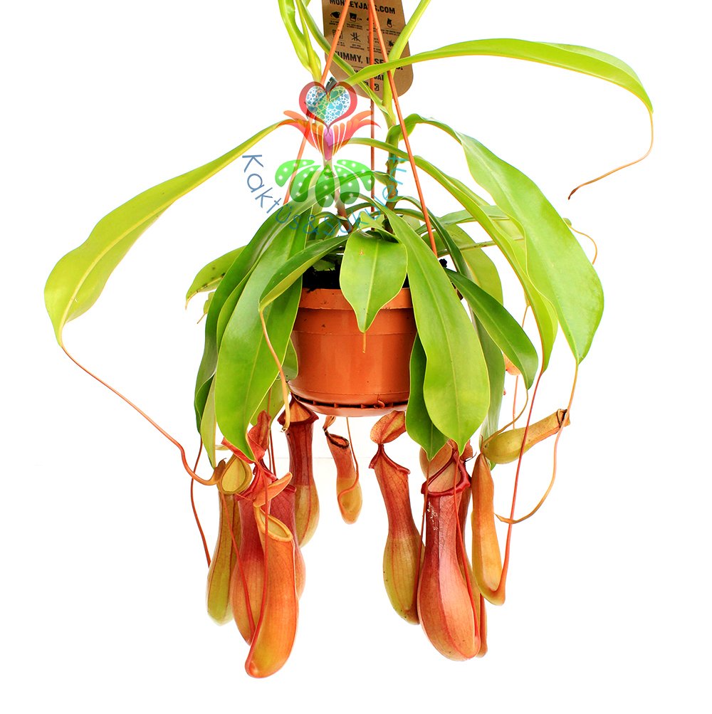 Böcek Yiyen Bitki-Nepenthes Alata -Maymun Kavanozu Bitkisi-30 cm-Et-Sinek Kapan