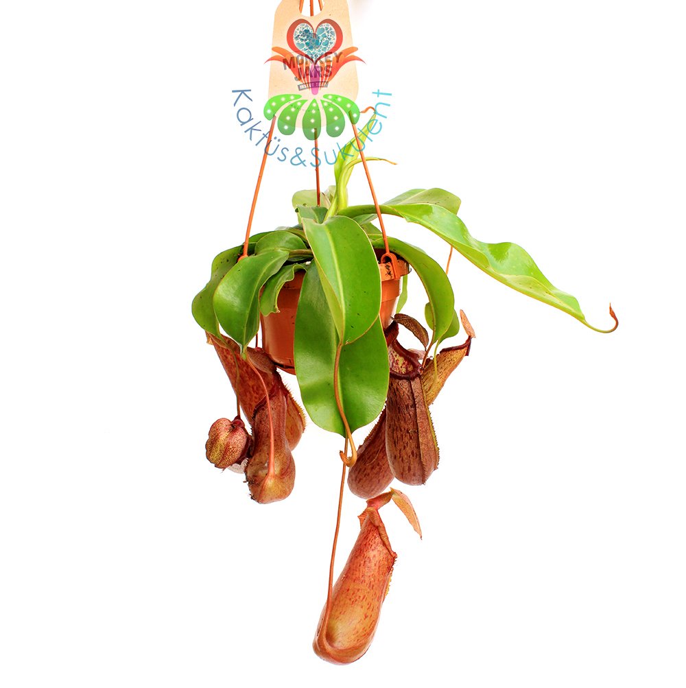 Başka Yerde Yok-Böcek Yiyen Bitki-Nepenthes Rajah-Maymun Kavanozu Bitkisi-30 cm-Et-Sinek Kapan