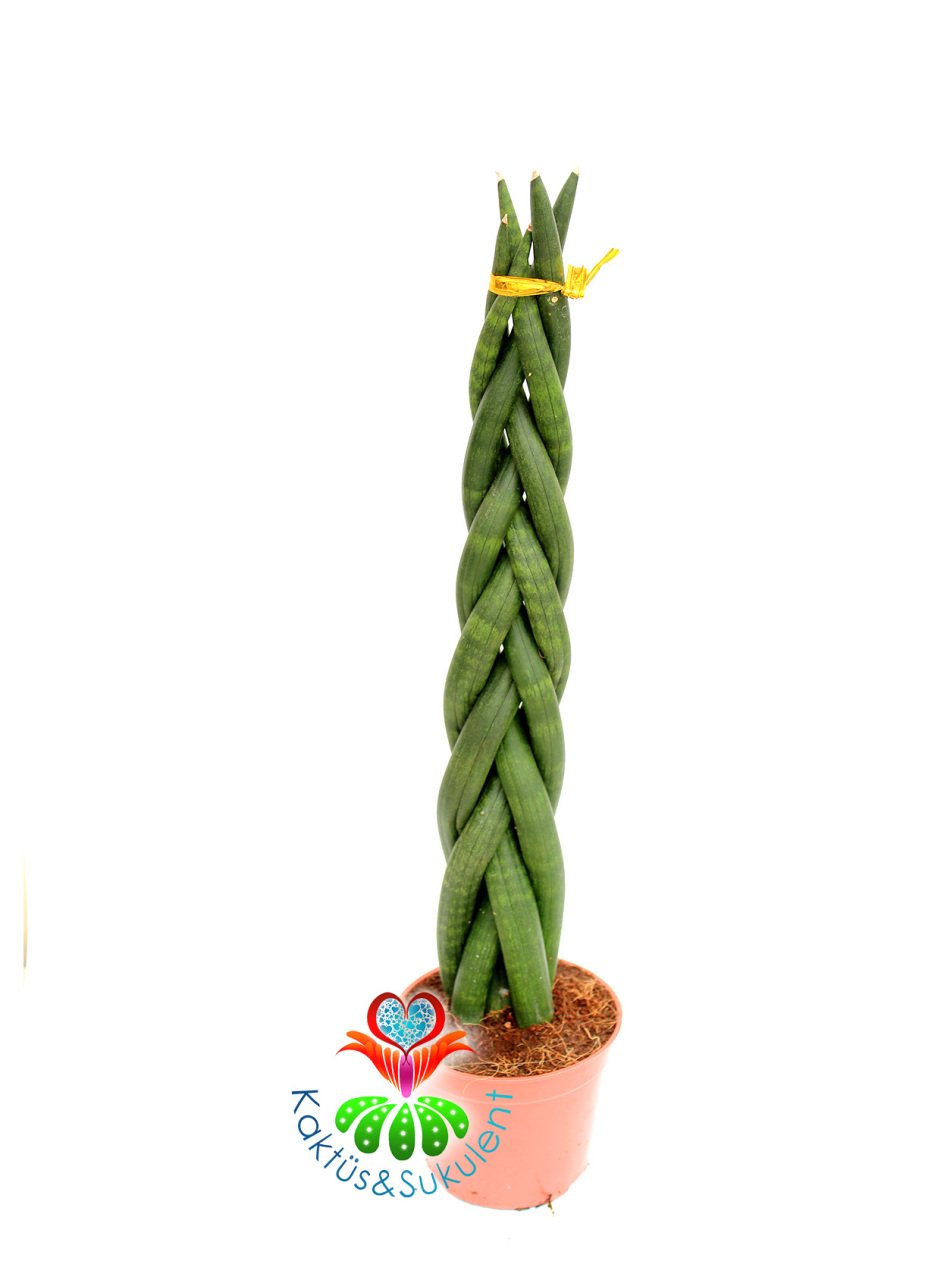 Sansevieria Cylindrica -Örgülü Paşa Kılıcı 8 cm saksıda -25+ cm Uzunluk