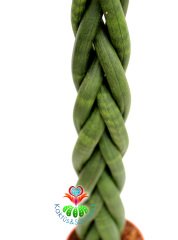 Sansevieria Cylindrica -Örgülü Paşa Kılıcı 8 cm saksıda -25+ cm Uzunluk