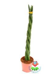 Sansevieria Cylindrica -Örgülü Paşa Kılıcı 8 cm saksıda -25+ cm Uzunluk