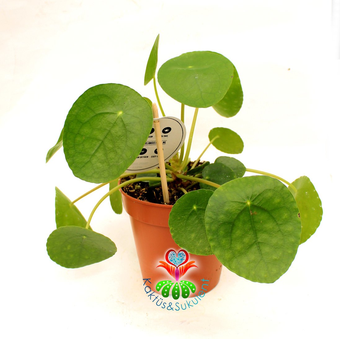 Çin Para Ağacı ,Pilea Peperomioides Mükemmel Yuvarlak Yumuşak Yapraklı Nadir Bitki, 10,5 cm Saksılı 20 cm Boyda