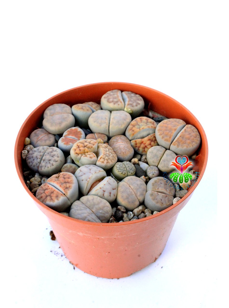 Lithops Karasmontana Mix -Kırmızı Renk Yaşayan Taş Kaktüsler-8 cm Saksıda İthal