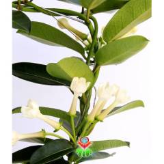 Yasemin Çiçeği-Muhteşem Kokulu Beyaz Çiçekli-Jasminum- 12 cm Saksıda Sarılmış Halde