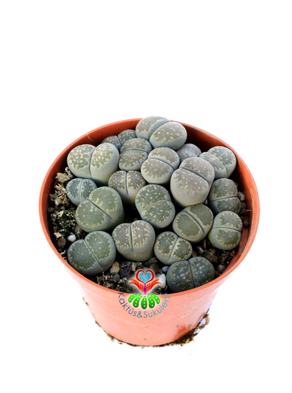 Lithops Mix- Gri-Beyaz Tonlarında Yaşayan Taşlar-8,5 cm Saksıda