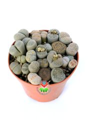 Lithops Mix- Gri-Beyaz Tonlarında Yaşayan Taşlar-8,5 cm Saksıda