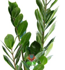 ZuZu Sonsuzluk Bitkisi Zamia Zamioculcas -30+ cm Bitki Uzunluğu-Hava Temizleyici Çiçek