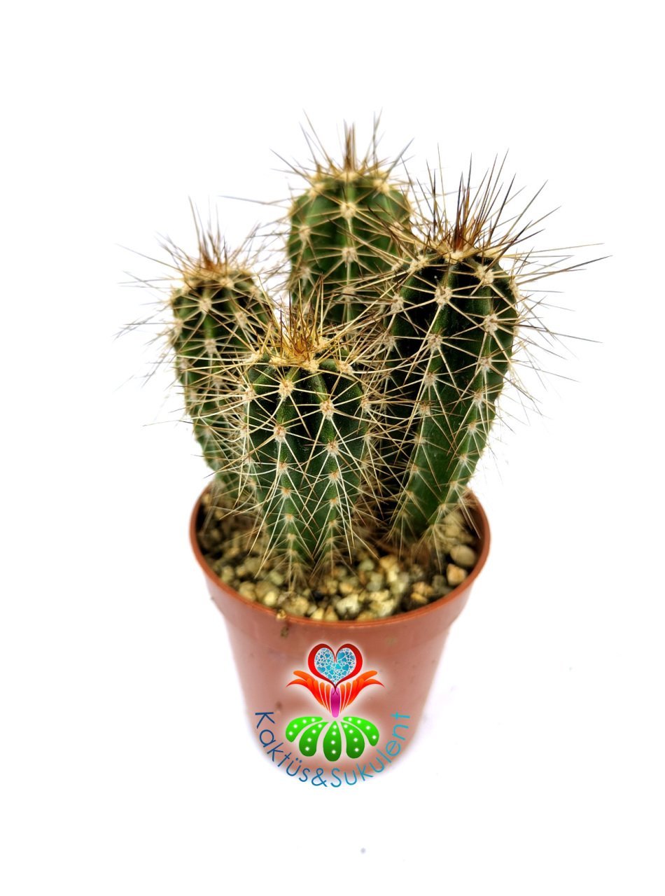Pilosocereus Gounellei 5,5 cm Saksıda En Az 2' li Formda Sütun Kaktüs