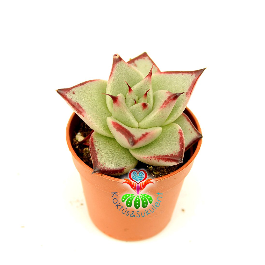 Sukulent, Echeveria Agavoides Ebony - Yaprak Uçları Güneşte Bordolaşır - 5,5 cm Saksıda Nadir Tür