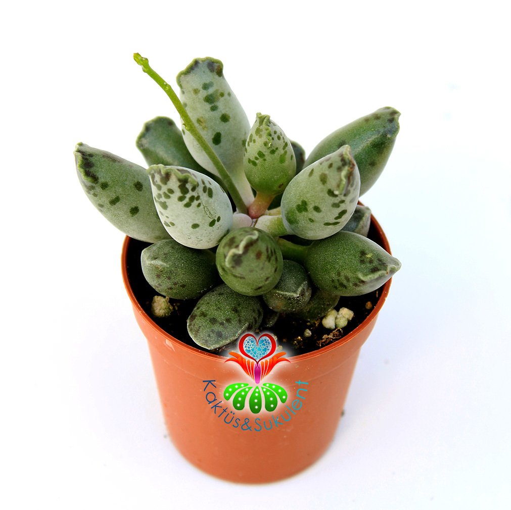 Fantastik Yapraklı Sukulent, Adromischus Festivus Sıradışı Renkli ve Formlu 5,5 cm Saksıda Özel Tür