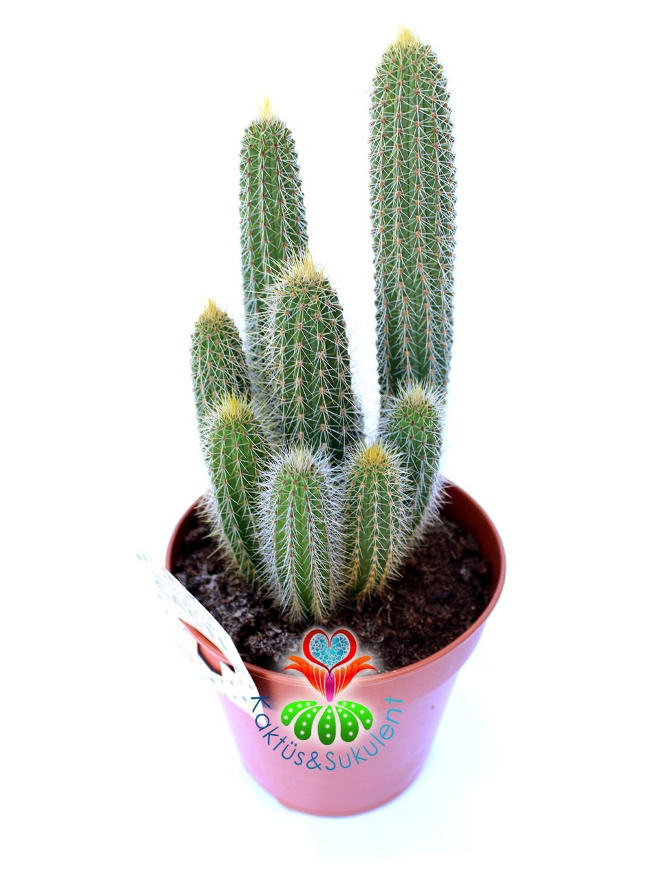 Cleistocactus Samaipatanus 10,5 cm Saksılı Kırmızı Çiçek Açar Sütun Kaktüs