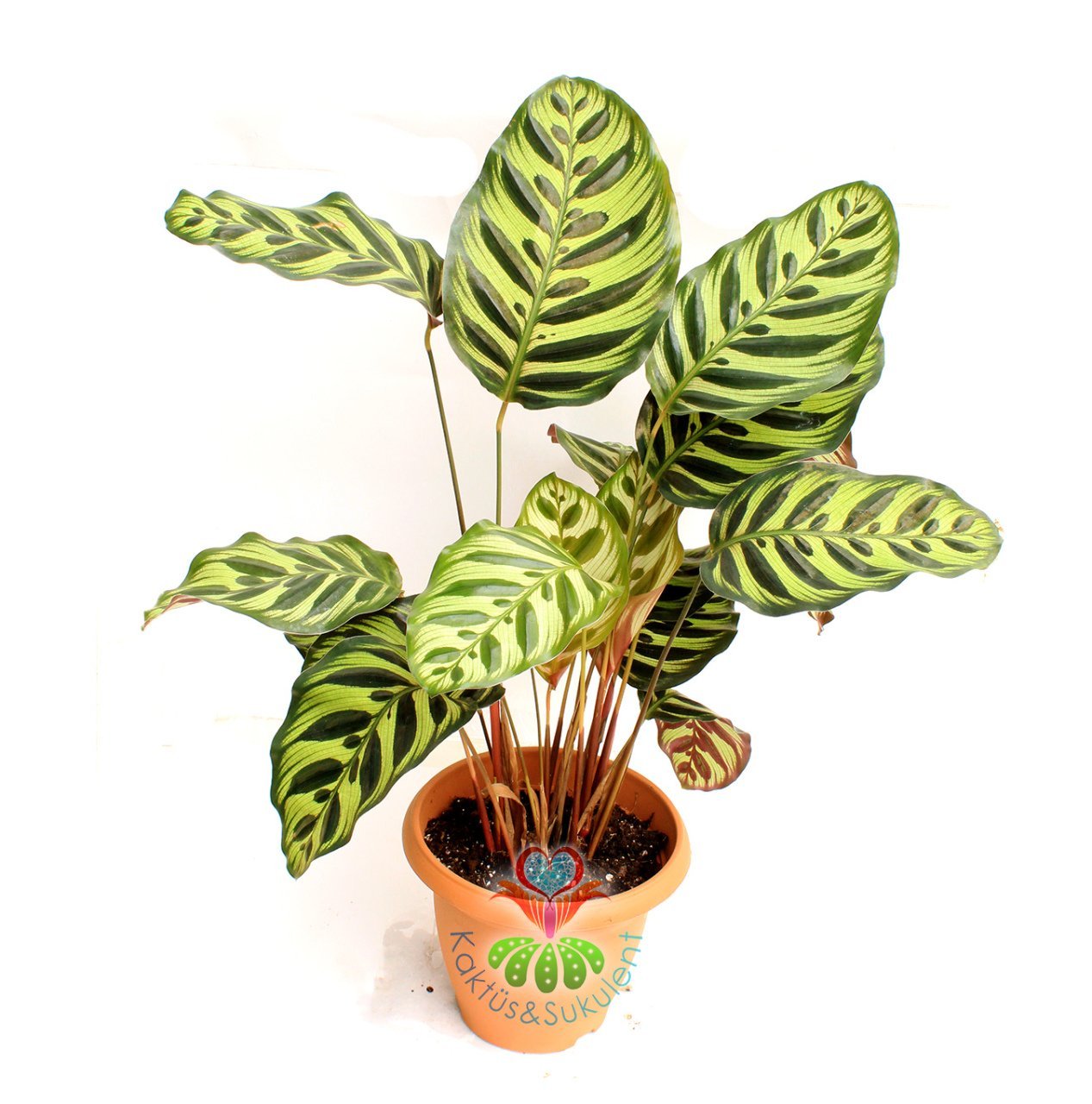 Calathea Makoyana-Tavuskuşu Çiçeği-Galetya-Mükemmel Salon, Dua Çiçeği-40 cm Boy