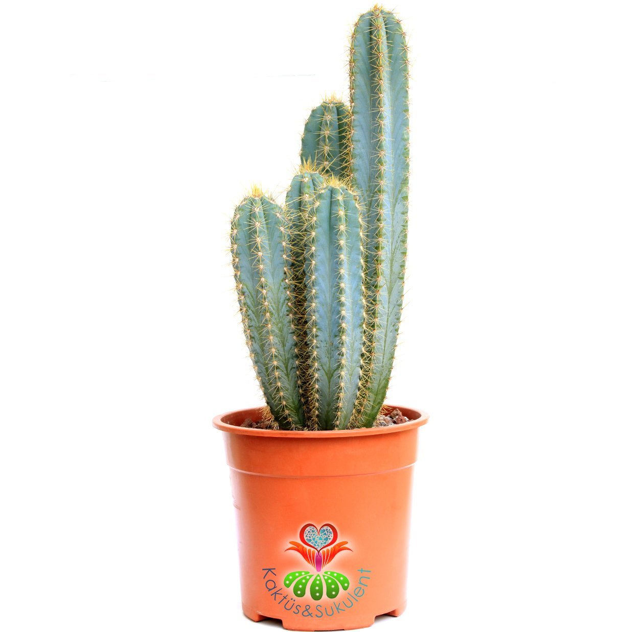 Mavi Canlı Dev Sakal Kaktüs, Pilosocereus Glaucescens 40+cm Uzunluk -17 cm Saksıda, Ofis, Ev, Cactus