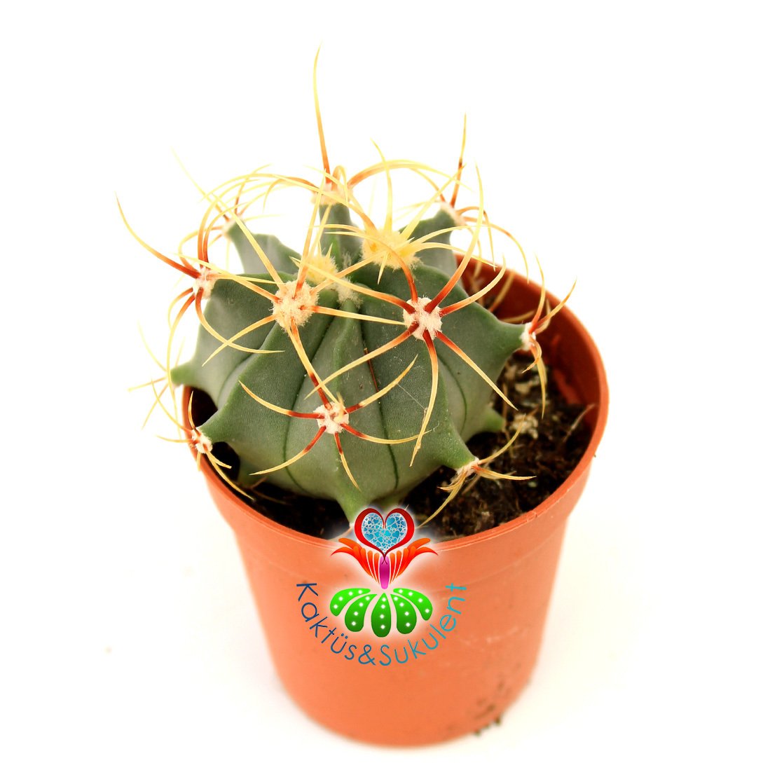 Sıradışı Dikenli Kaktüs, Ferocactus Electracanthus 5,5 cm Saksıda- Uzun İnce Şekilli Dikenli - Hızlı Büyüyen Kaktüs