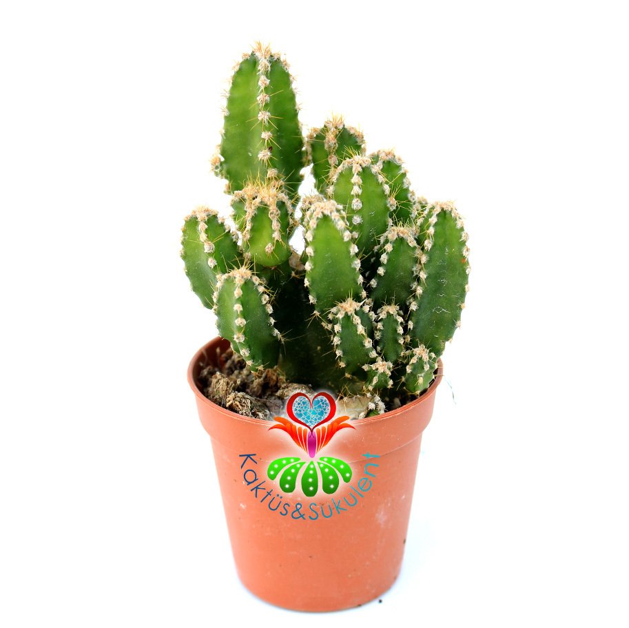 Radyasyon Emici Kaktüs- Cereus ' Fairy Castle ' Peri Kalesi-İnce Formlu-1. Sınıf İthal 5,5 cm Saksıda