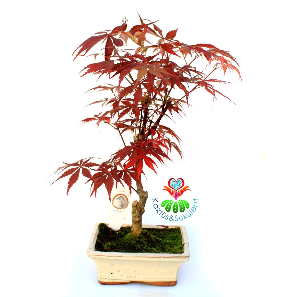 Acer Bonsai-Doğal Kırmızı Renk Yapraklı Akçaağaç 30 cm Yükseklik 15 cm Saksıda