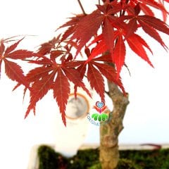 Acer Bonsai-Doğal Kırmızı Renk Yapraklı Akçaağaç 30 cm Yükseklik 15 cm Saksıda