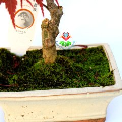 Acer Bonsai-Doğal Kırmızı Renk Yapraklı Akçaağaç 30 cm Yükseklik 15 cm Saksıda