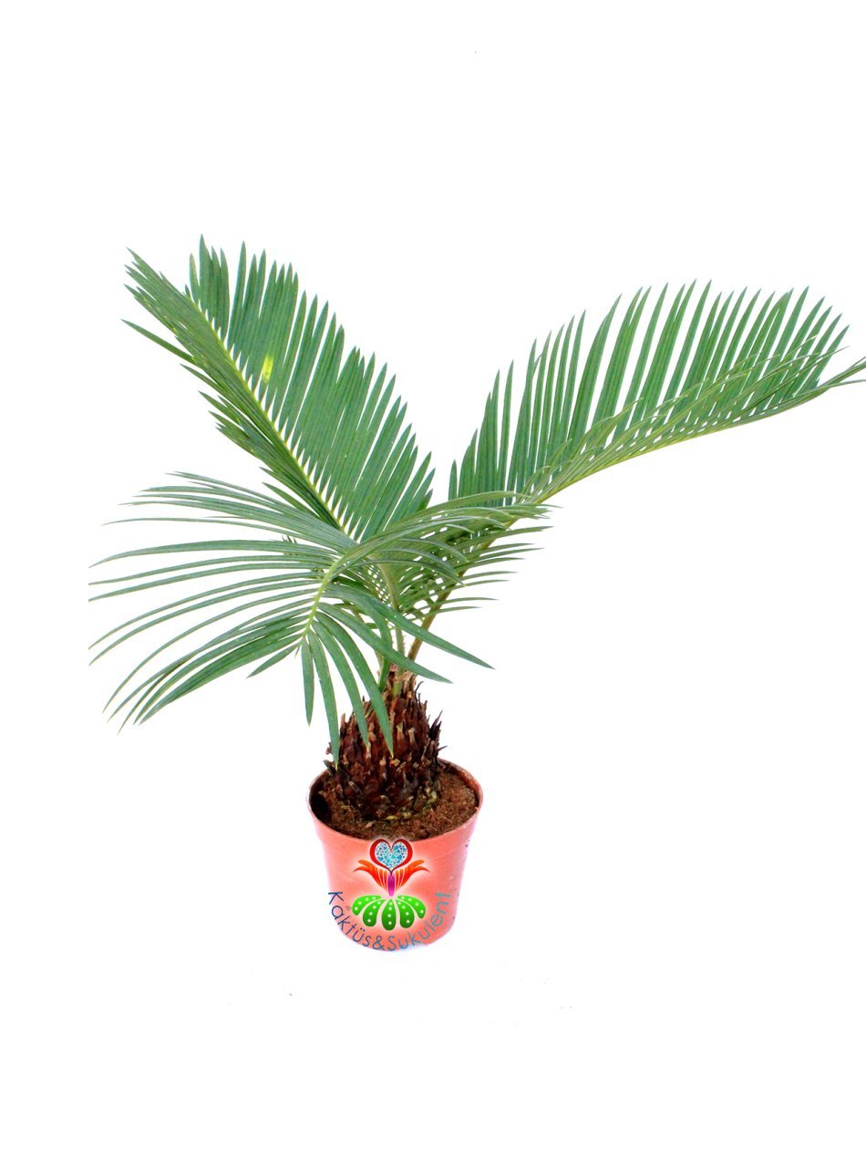 Gerçek Hava Temizleyeci,Mini Cycas Revoluta, Sagu Palmiyesi -8 cm saksıda- Ofis Ev Hava Temizleyici