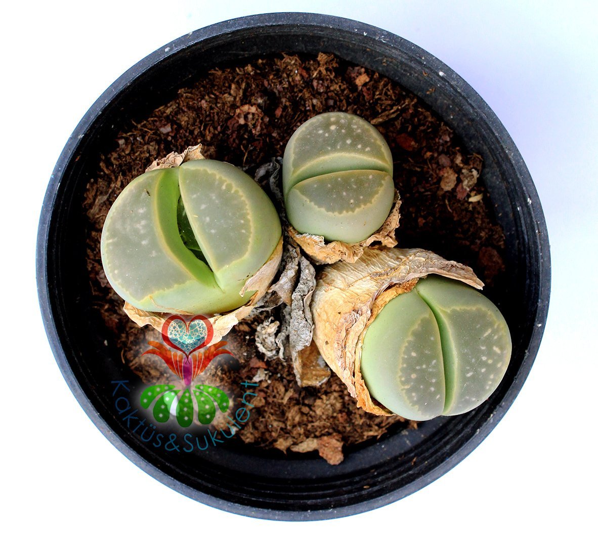 Lithops Olivacea C112-8,5 cm Saksıda Büyük Boy Yaşayan Taş Kaktüs-Altıntaş-Sarı Renk Çiçek Açar