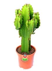 Dev Kaktüs,Euphorbia Ingens-Mükemmel Form 70 cm Uzunluğunda -19 cm Saksıda,Çok Şık Ofis Cactus