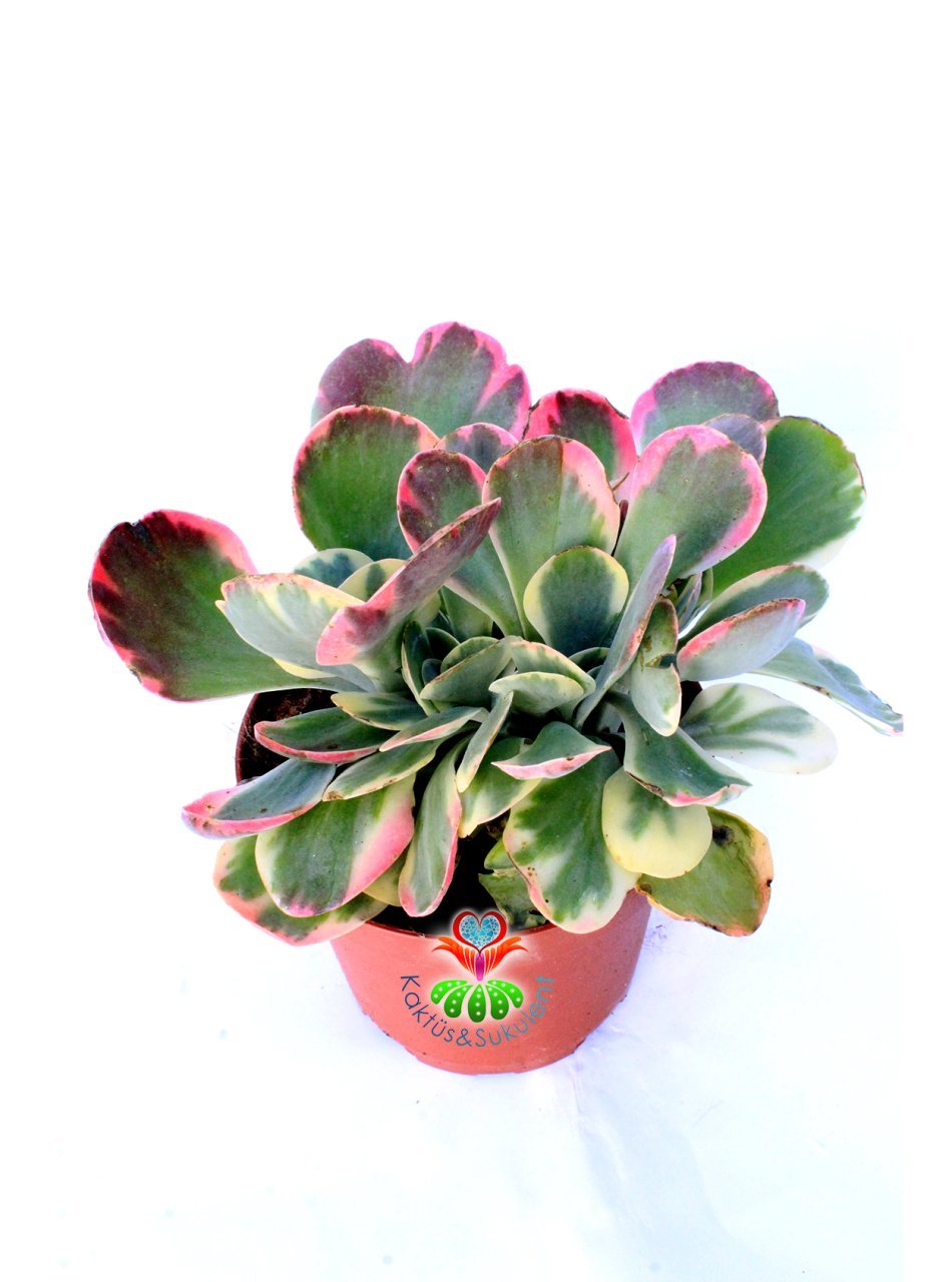 Kalanchoe Thyrsiflora Variegata Yaprakları Kırmızılaşır, 10.5 cm Saksıda Sukulent