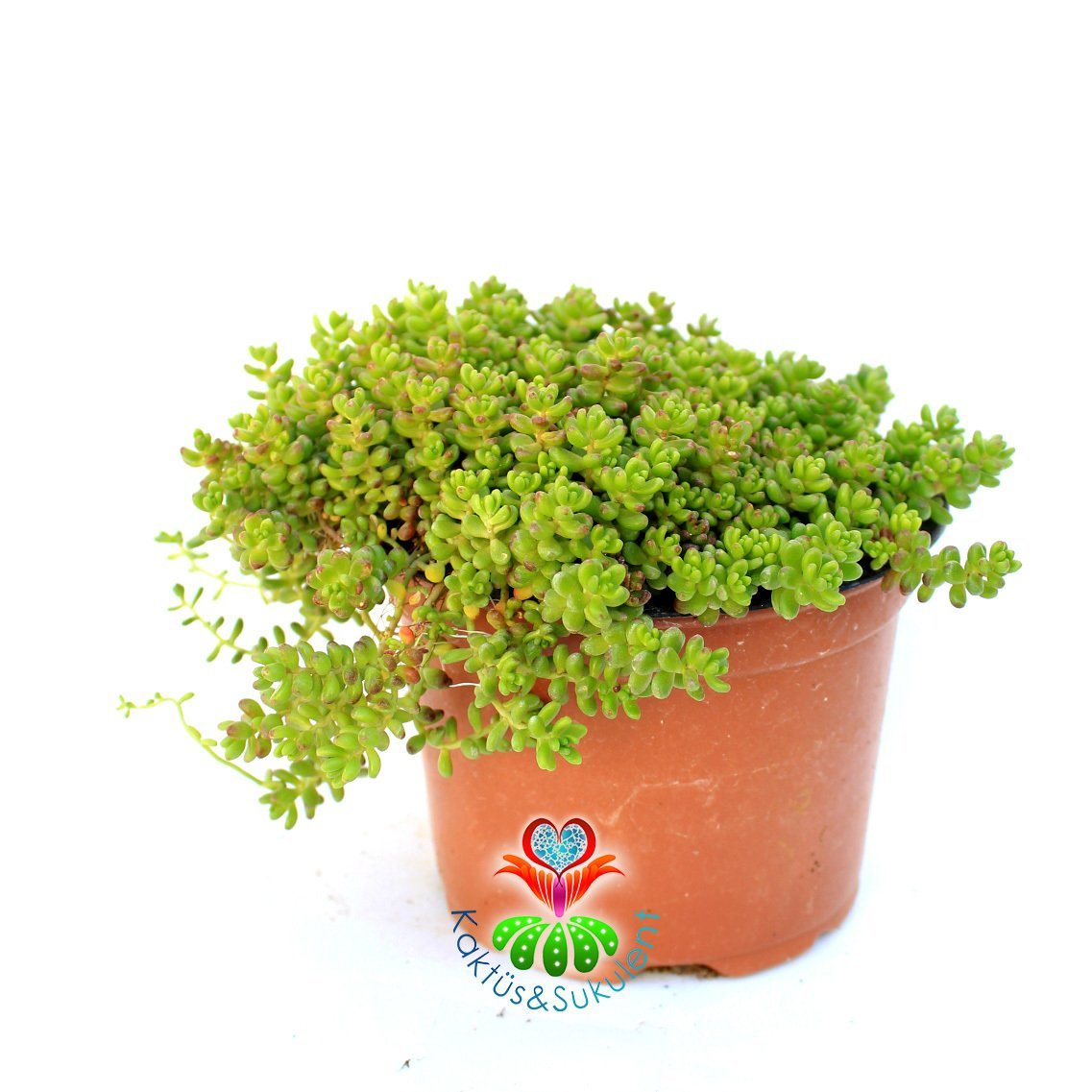 Sedum Album 'Coral Carpet'-12 cm Saksıda - Yayılıcı Yer Örtücü-Soğuğa Dayanıklı-Dış Mekanda Kışın Yaşayabilir