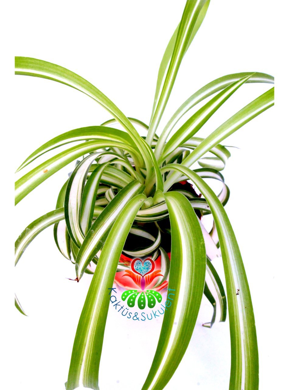 Kurdele Çiçeği, Chlorophytum Comosum Sarı Beyaz Renk 5.5 cm Saksılı