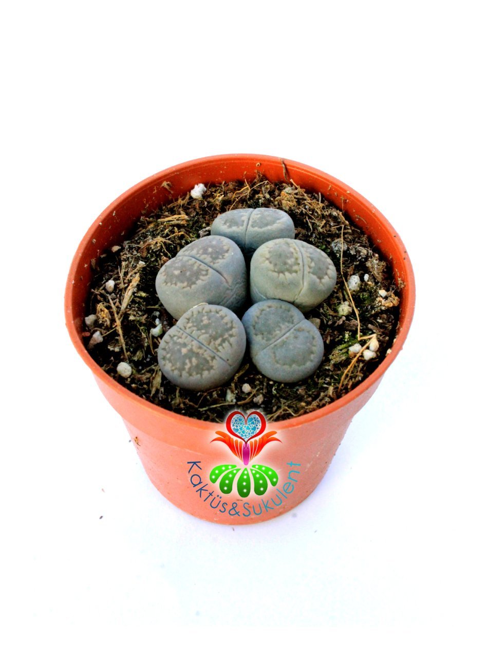 Lithops Mix- Gri-Beyaz Tonlarında Yaşayan Taşlar-5,5 cm Saksıda