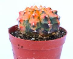 Gymnocalycium Mihanovichii Rainbow Variegata Çok Renkli Köklü Kaktüs-5,5 cm Saksıda