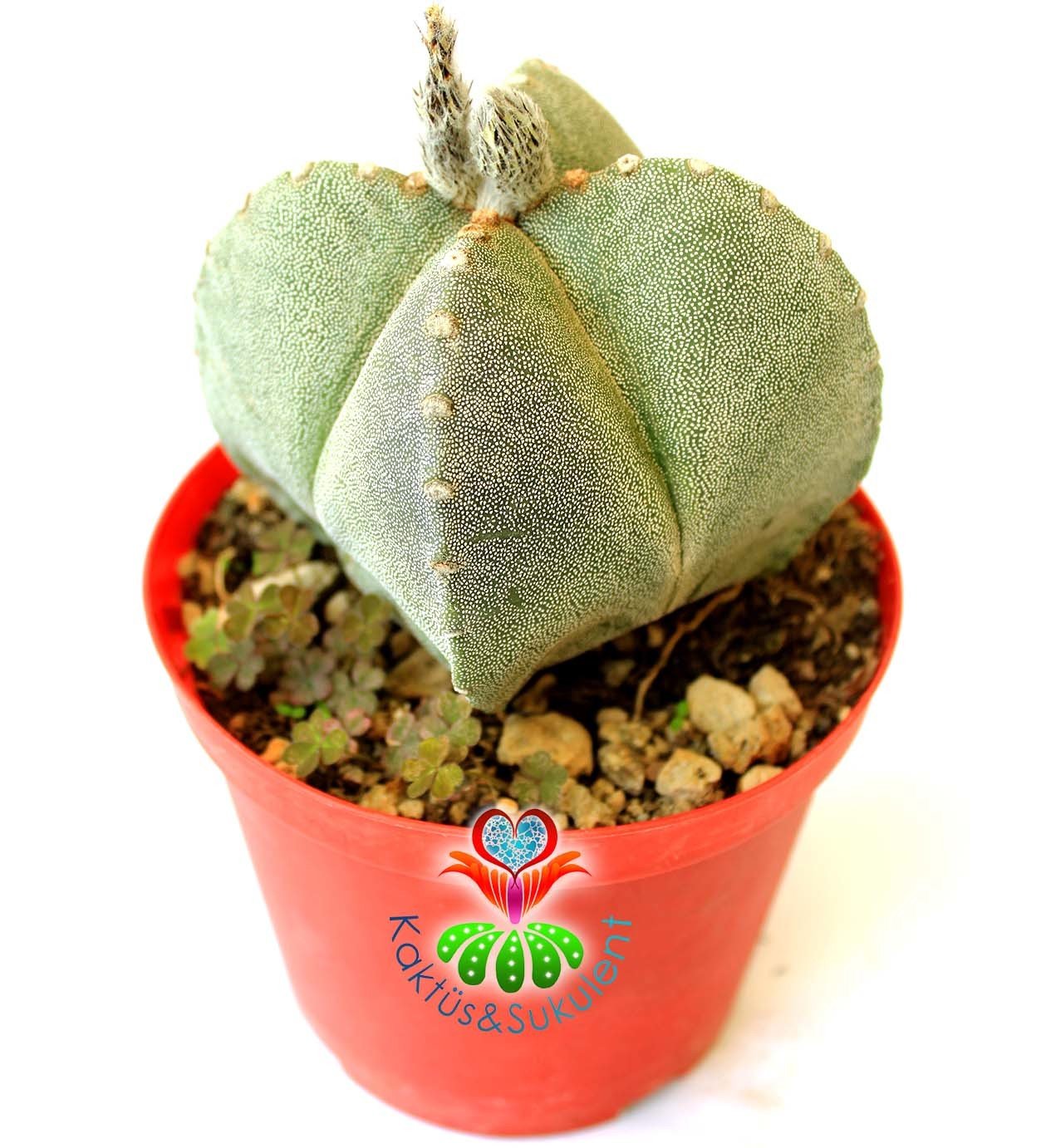 Astrophytum Myriostigma Quadricostatum - 12 cm Saksıda-Nadir Tür