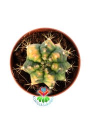 Gymnocalycium Mihanovichii Variegata Tricolor-Çok Renkli Köklü Kaktüs-5,5 cm Saksıda