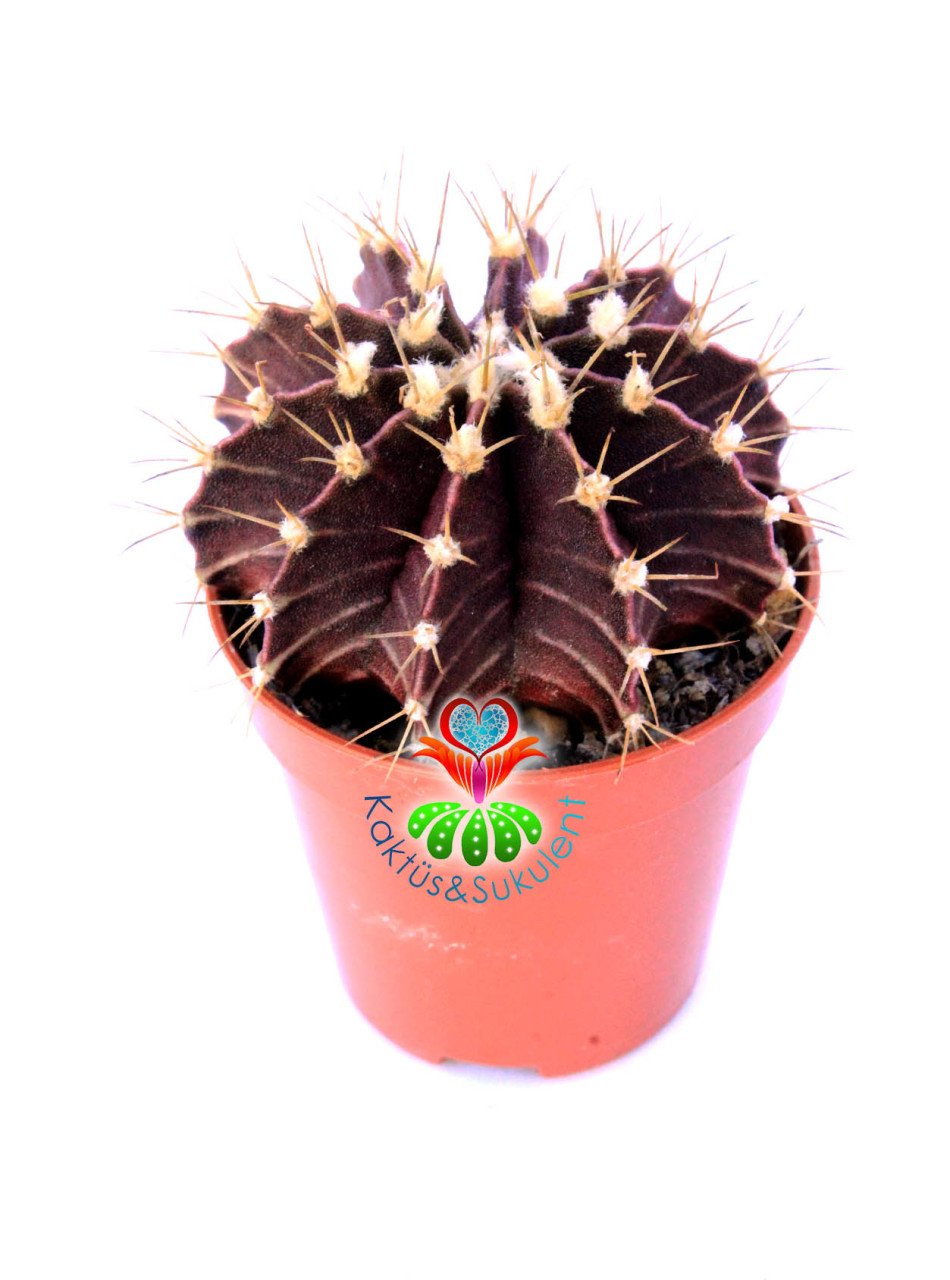 Gymnocalycium Mihanovichii Bordo Renk 5,5 cm Saksılı-Saksı Dolusu