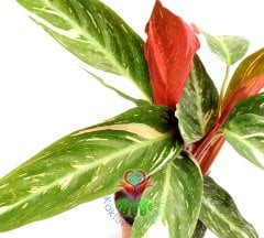 Calathea 'Triostar' -Sarı Kırmızı Yapraklı-Mükemmel Salon,Dua Çiçeği-10,5 cm Saksıda-30 cm Uzunluk