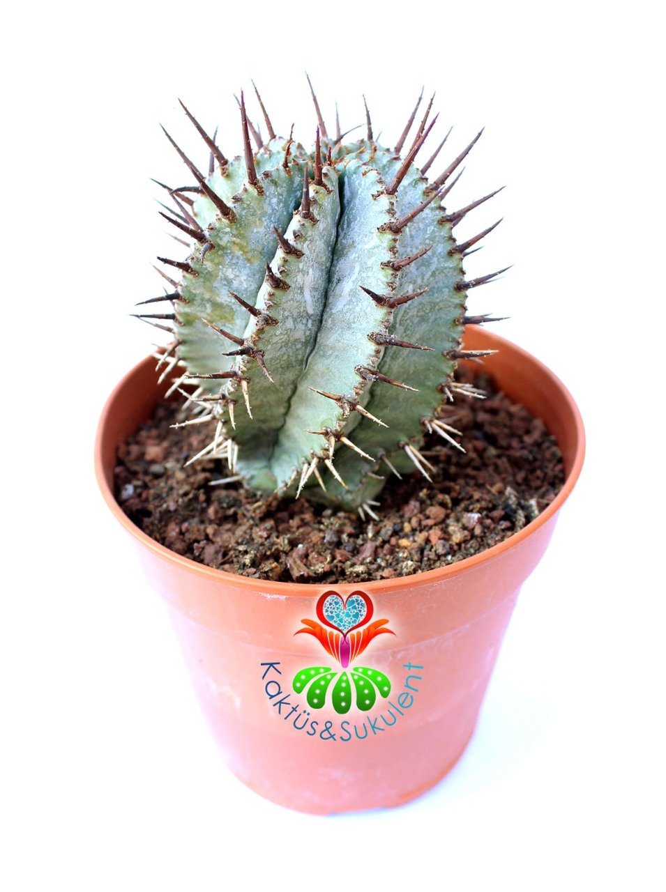 Euphorbia Horrida Snowflake, Beyaz Kaktüs -Bembeyaz Renk Kahve Dikenli - 1.Sınıf-10,5 cm Saksıda-