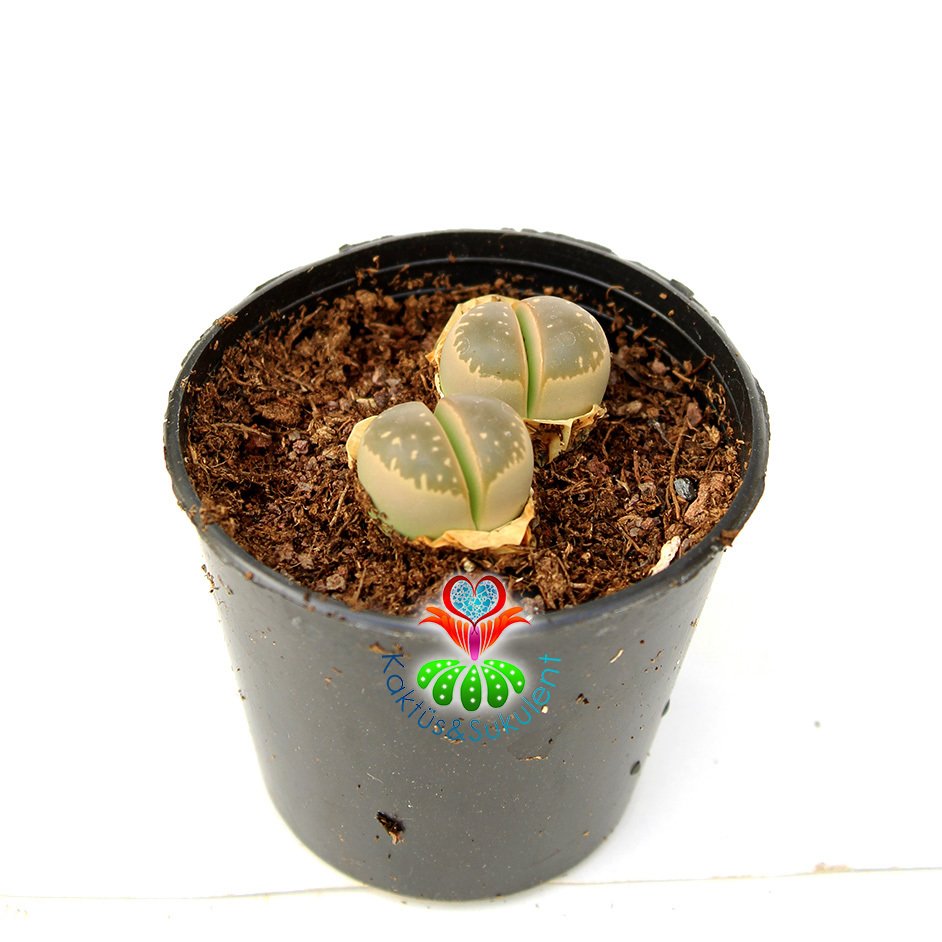 Lithops Olivacea -Mavi Yeşil Tonlarında Yaşayan Taş Kaktüs-İkili
