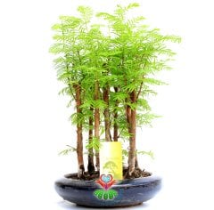 Dawn Redwood Bonsai - Orman Temalı Minik Yapraklı Orta Boy-Forest Bonsai- Bir Saksıda Çok Kök Bonsai